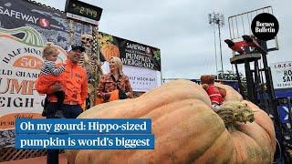 Oh my gourd: Hippo-sized pumpkin is world’s biggest