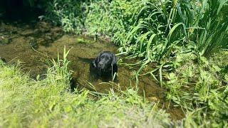 Cried in the Ditch All Night, the Disabled Dog hoped the owner Would Accept him.