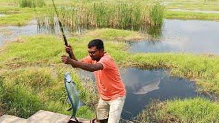 என்னால நம்பவே முடியல எவ்ளோ விரால் மீன் மாட்டுச்சி | viral Fish Catching