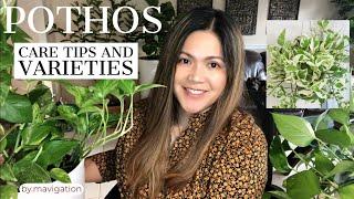 POTHOS Plant Care and Varieties (Epipremnum Aureum) l The Easiest Ornamental Plant to Grow