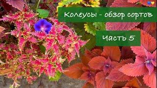 #5 Колеусы в Украине. Обзор лучших сортов, 5 серия / 2024 / Garden Coleus