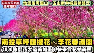 【江江哥愛七淘】機車旅行｜賞櫻花｜草坪頭櫻花季｜南投櫻花景點｜阿里山櫻花季｜賞櫻花台灣｜南投美食｜賞櫻花景點｜賞櫻花一日遊 Taiwan travel #環島 #機車環島 #南投景點 #賞櫻