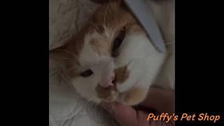 Puffy Pet Shop | หวีลิ้นแมว แปรงนวดแมว ช่วยให้แมวผ่อนคลาย