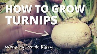 How to Grow Snowball Turnips | Quick & Easy Guide