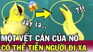 Câu phải sinh vật LẠ, Thanh niên THÍCH THÚ nhưng không biết nó có thể G.IẾT NGƯỜI | Tin Việt Độc Lạ