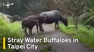 Stray Buffaloes Cause Damage to Farms in Taipei City｜TaiwanPlus News