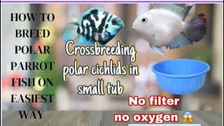 How to Breed polar parrot cichlids |parrot fish farm |How to identify male and female in parrot fish