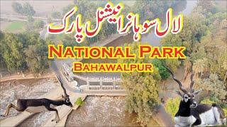 Lal Suhanra National Park Bahawalpur | Largest Park Of Pakistan | Travel Vlog