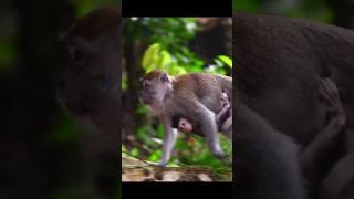 ADORABLE baby monkey in the Sumatran rainforest #tangkahan