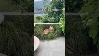 진돗개 미소가 마당에서 사라졌다!!!
