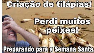 Criação de tilápia! Perdi muito peixe. Preparando para semana santa. COMO GANHAR DINHEIRO COM PEIXES