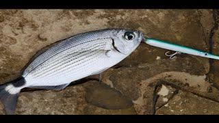 Saddled bream on Jack Fin Stylo 150, and Needlefish on Molix Jugulo Adriatic Sea