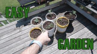 My Plants Froze! Planting the Patio Garden [ Homesteading ]