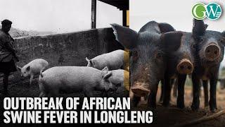 LONGLENG: OUTBREAK OF AFRICAN SWINE FEVER REPORTED AT PIGGERY FARM IN YACHEM VILL.