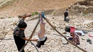 Nomadic Life : Grandmother Butchers a Goat for Her Grandchild and the Family's Lunch