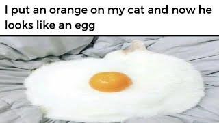 Funny Cat Memes