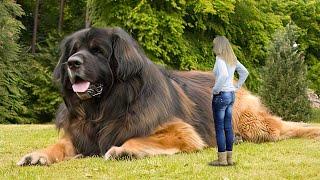 The Biggest Dogs People Randomly Captured On Phones