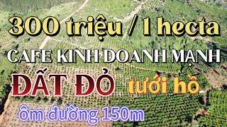 (190) CHỈ 300 TRIỆU CÓ NGAY 1 HECTA CAFE KINH DOANH MẠNH, ĐẤT ĐỎ , ÔM MẶT ĐƯỜNG NHIỀU