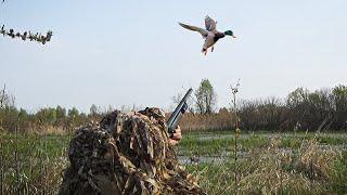 DUCK HUNTING. I only shoot males.