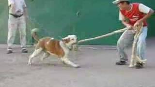 AMERICAN BULLDOG Доменик