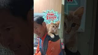 농부가 고양이를 낳은 이유#어깨냥이 #시골냥이