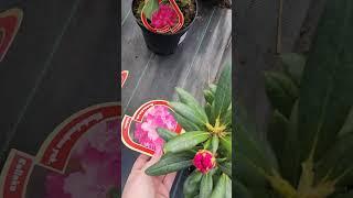 рододендрон, для вашего сада #сад #садоводничество #greenlife #дача #сад #зеленаяжизнь