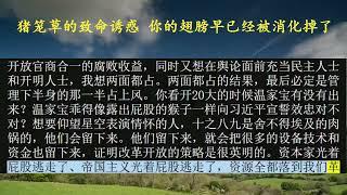 猪笼草的致命诱惑 你的翅膀早已经被消化掉了