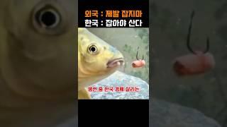 다른 나라에선 생태계 교란종, 한국에선 경제 살리는 효자 생선 레전드