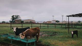 Waggoner Ranch: Iconic Chunk of Texas for Sale at $725 Million