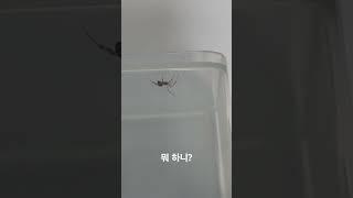 거미를 잡았다.빈통에 넣었는데 거미줄 치고있나보다.