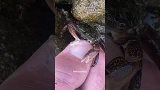 Crab ASMR Sounds | Crab Pedicure ASMR Sounds #shorts