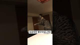 열여라 풍열 만들기 프로젝트 #서울의봄 #전두광 #고양이 #냥냥펀치 #cat #catpaw #animals #shorts