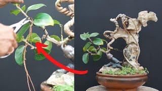 Bonsai Hack /Root Over Rock