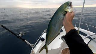 Рыбалка Махи-Махи на троллинг. Pesca Llampuga a curricán. Fishing Mahi-Mahi live!