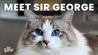 Get to Know Sir George | Sir George the Ragdoll