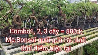 HẾT. 090822 ME BONSAI QUÁI GI.Á rẻ ️0933368532 linhsamnuitraihuongnguyetquekimquytunghongocmaich