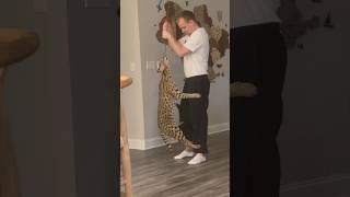 Lifting a Serval while Playing #serval #servalcats #shorts