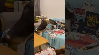 Cat vs Dog Ultimate Showdown  #catvsdogs #petfight #funnypets #shorts