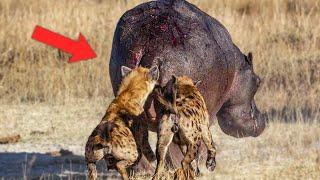 15 Times Hippos Messed With The Wrong Opponent