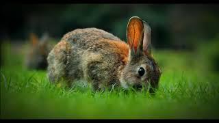 Are Rabbits Clean? Debunking the Dirty Bunny Myth