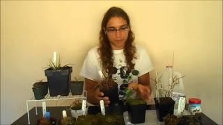 How to Grow a Sundew (Basic Care Guide)