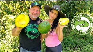 The Biggest Avocado I've Ever Seen: Marcus Pumpkin