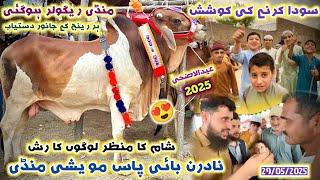 Soda Karny Ki Koshish Northern Bypass Maweshi Mandi 29/05/2025 | Eid Ul Azha Cattles Prices | Izhar