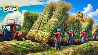 MASSIVE Sugarcane Production! This is How Crazy Machinery Process And Refine Sugar!