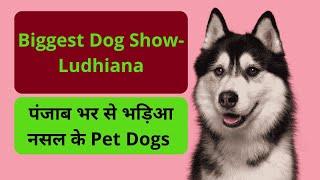 Dog Show को देखे बिना नही जा सकते