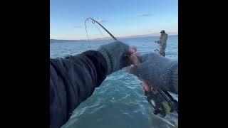 This BIG TROUT Made my Evening!!