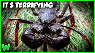 America's Strangest Scorpion is an Acid Spraying Nightmare (ft. @thewildfilesofficial )