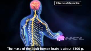 HCL Learning DigiSchool - Human Brain