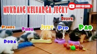 MUKBANG KELUARGA JECKY CAT HOUSE ll eat with cat jecky family #kucinglucu#kitten #jeckycathouse