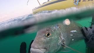 פרידה בצלילה חופשית spearfishing israel 27/08/2024